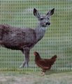 deer exclusion net